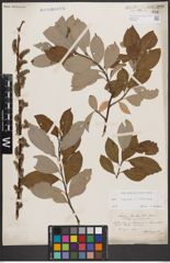 Foto von Salix caprea L. x Salix cinerea L.